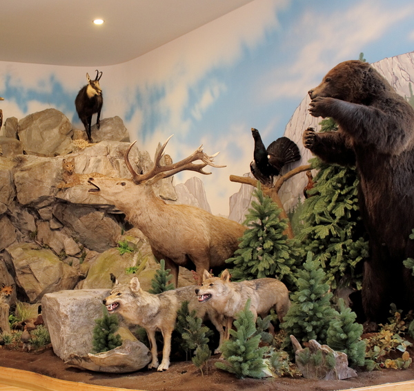 Colecția Publică Cinegetică